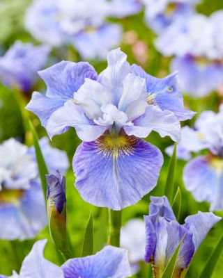 Irys syberyjski, Kosaciec - Mission Bay - GIGA paczka! - 50 szt.