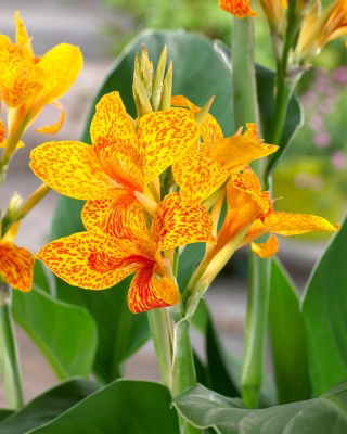 Kanna - Tenerife - GIGA paczka! - 50 szt.