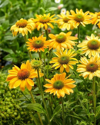 Jeżówka żółta - Mellow Yellows - GIGA paczka! - 50 szt.