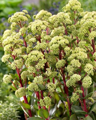 Rozchodnik Summer Surprise - Sedum - sadzonka - GIGA paczka! - 50 szt.
