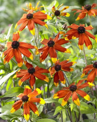 Rudbekia - Prairie Glow - GIGA paczka! - 50 szt.