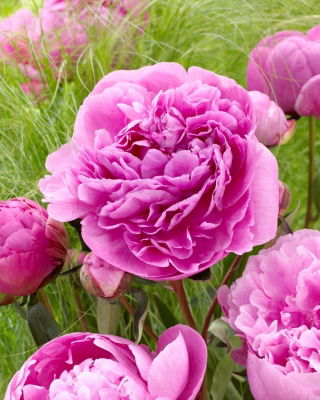 Piwonia, Paeonia - Alexander Fleming - sadzonka - GIGA paczka! - 50 szt.