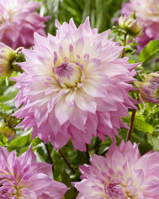 Dalia - Sir Alf Ramsey