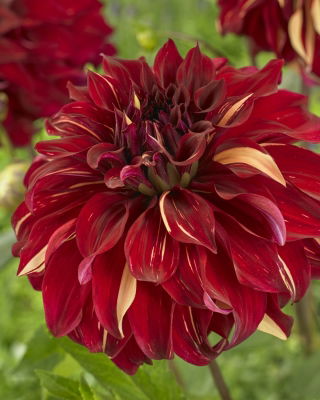 Dalia - Bohemian Spartacus