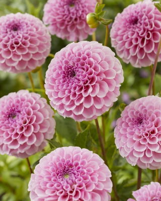 Dalia - Stolze Von Berlin - duża paczka! - 10 szt.