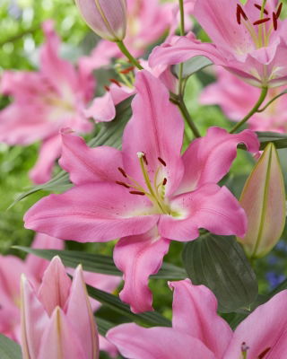 Lilia Praiano - orientalna, pachnąca - duża paczka! - 10 szt.