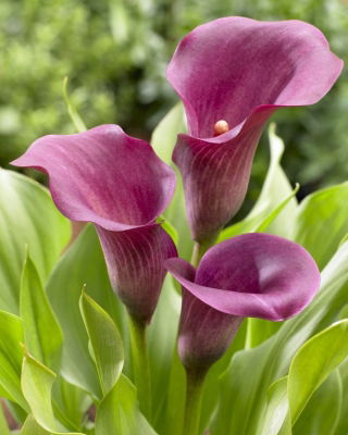 Calla Allure - purpurowa