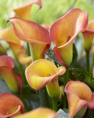 Calla Morning Sun - pięknie przebarwiająca się z kwitnieniem - duża paczka! - 10 szt.