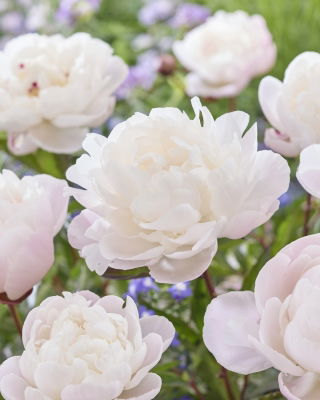 Piwonia, Paeonia - Gardenia - sadzonka