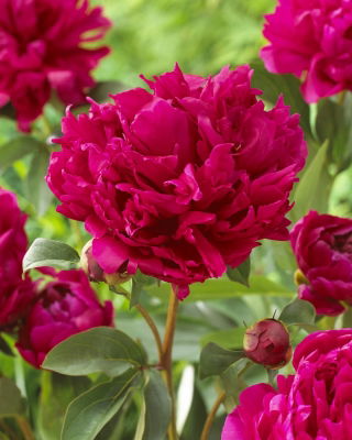 Piwonia, Paeonia - Red Magic - sadzonka