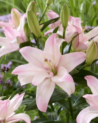 Lilia Bentley - pełna, delikatnie różowa - duża paczka! - 10 szt.