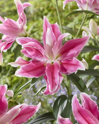 Lilia Lila Cloud - pełna, orientalna i pachnąca - duża paczka! - 10 szt.