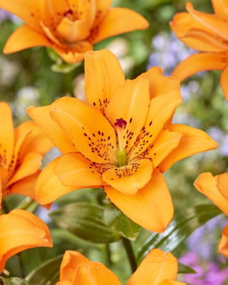 Lilia Double Princess - pełna, azjatycka