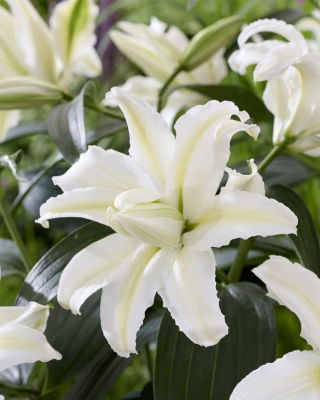 Lilia Polar Star - pełna, orientalna i pachnąca - duża paczka! - 10 szt.