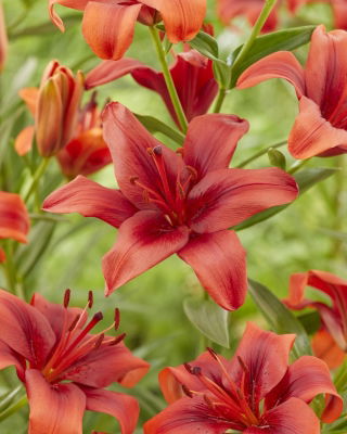 Lilia Rapid Red - azjatycka, intensywnie czerwona - GIGA paczka! - 50 szt.