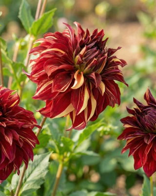 Dalia - Bohemian Spartacus