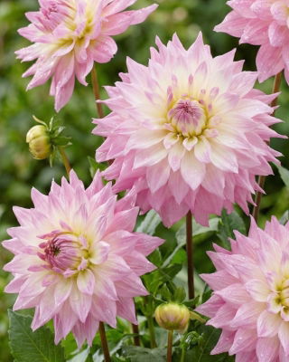 Dalia - Sir Alf Ramsey