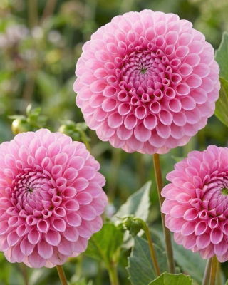 Dalia - Stolze Von Berlin