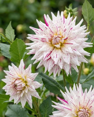 Dalia - Mick's Peppermint