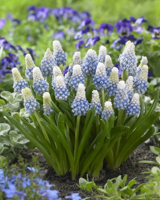 Szafirek - Muscari Mountain Lady - GIGA paczka! - 500 szt.