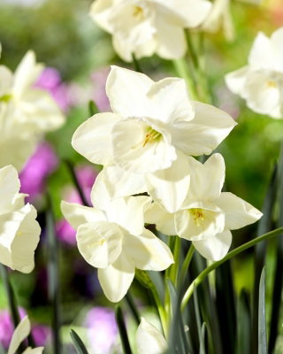 Narcyz Silver Bouquet - GIGA paczka! - 250 szt.