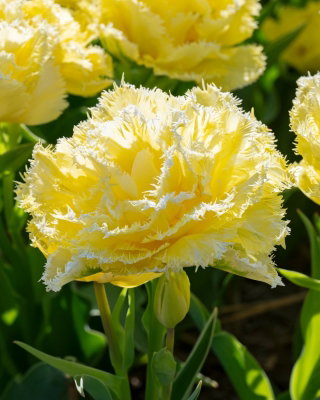 Tulipan Lemon Shoot - duża paczka! - 50 szt.