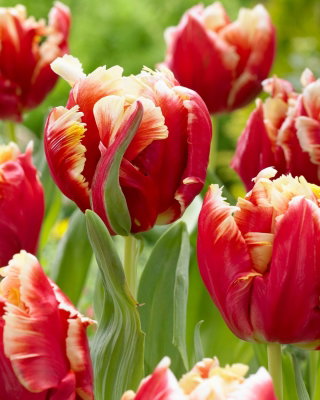 Tulipan Dee Jay Parrot - papuzi - GIGA paczka! - 250 szt.