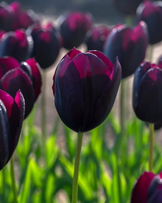 Tulipan Eduard Pelger - GIGA paczka! - 250 szt.