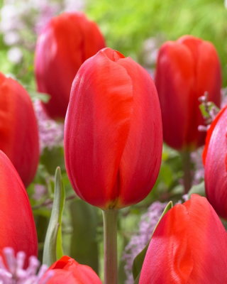 Tulipan Felicidad - GIGA paczka! - 250 szt.