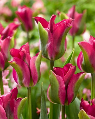 Tulipan Green Love - GIGA paczka! - 250 szt.