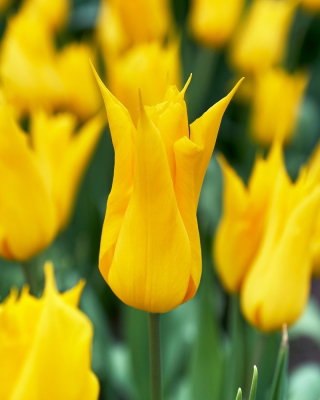Tulipan La Perla - 5 szt.