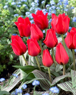 Tulipan March of Time - 5 szt.