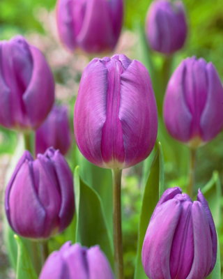Tulipan fioletowy - Purple - 5 szt.