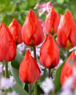 Tulipan Red Paradise - GIGA paczka! - 250 szt.