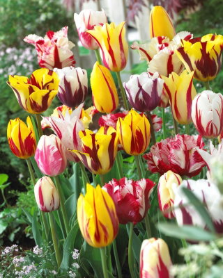 Tulipan Rembrandt mix - 5 szt.