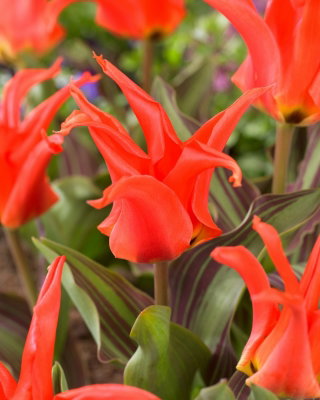 Tulipan Rigas Barikades - GIGA paczka! - 250 szt.