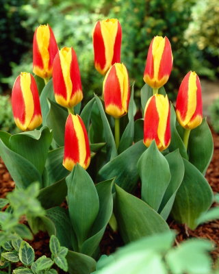 Tulipan Stresa - GIGA paczka! - 250 szt.