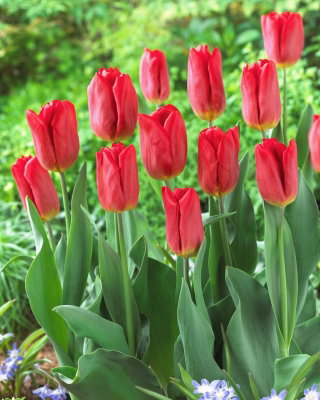 Tulipan Strong Fire - 5 szt.