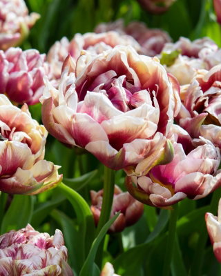Tulipan Wyndham - 5 szt.