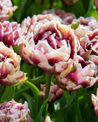 Tulipan Wyndham - duża paczka! - 50 szt.