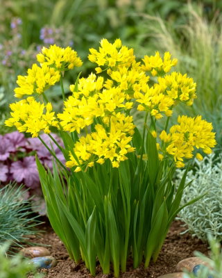 Czosnek złocisty - Allium moly - 20 szt.