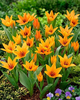 Tulipan Praestans Shogun - opak. 5 szt.