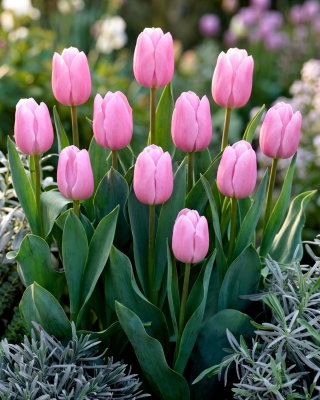 Tulipan jasnoróżowy - Light Pink - 5 szt.