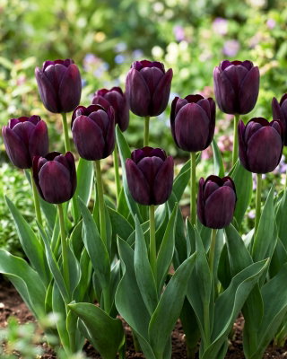 Tulipan Eduard Pelger - 5 szt.