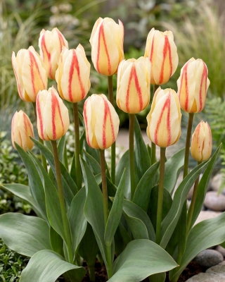 Tulipan White Fire - GIGA paczka! - 250 szt.
