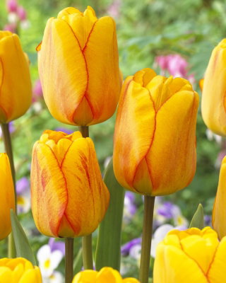 Tulipan Blushing Apeldoorn - GIGA paczka! - 250 szt.