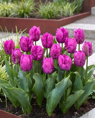 Tulipan papuzi fioletowy - Parrot purple - GIGA paczka! - 250 szt.