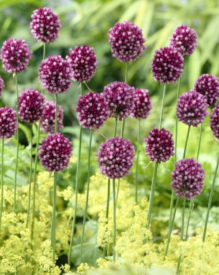 Czosnek kulisty - Allium rotundum - 3 szt.