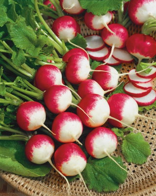 BIO Rzodkiewka National 2 - Certyfikowane nasiona ekologiczne