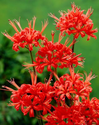 Nerine Kodora - 1 szt.